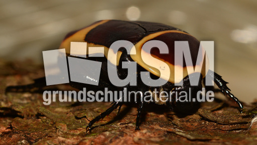 Kongo-Rosenkäfer (1).jpg